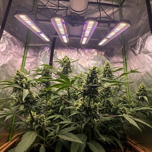 4000w spider grow light 4x4ft - spider,